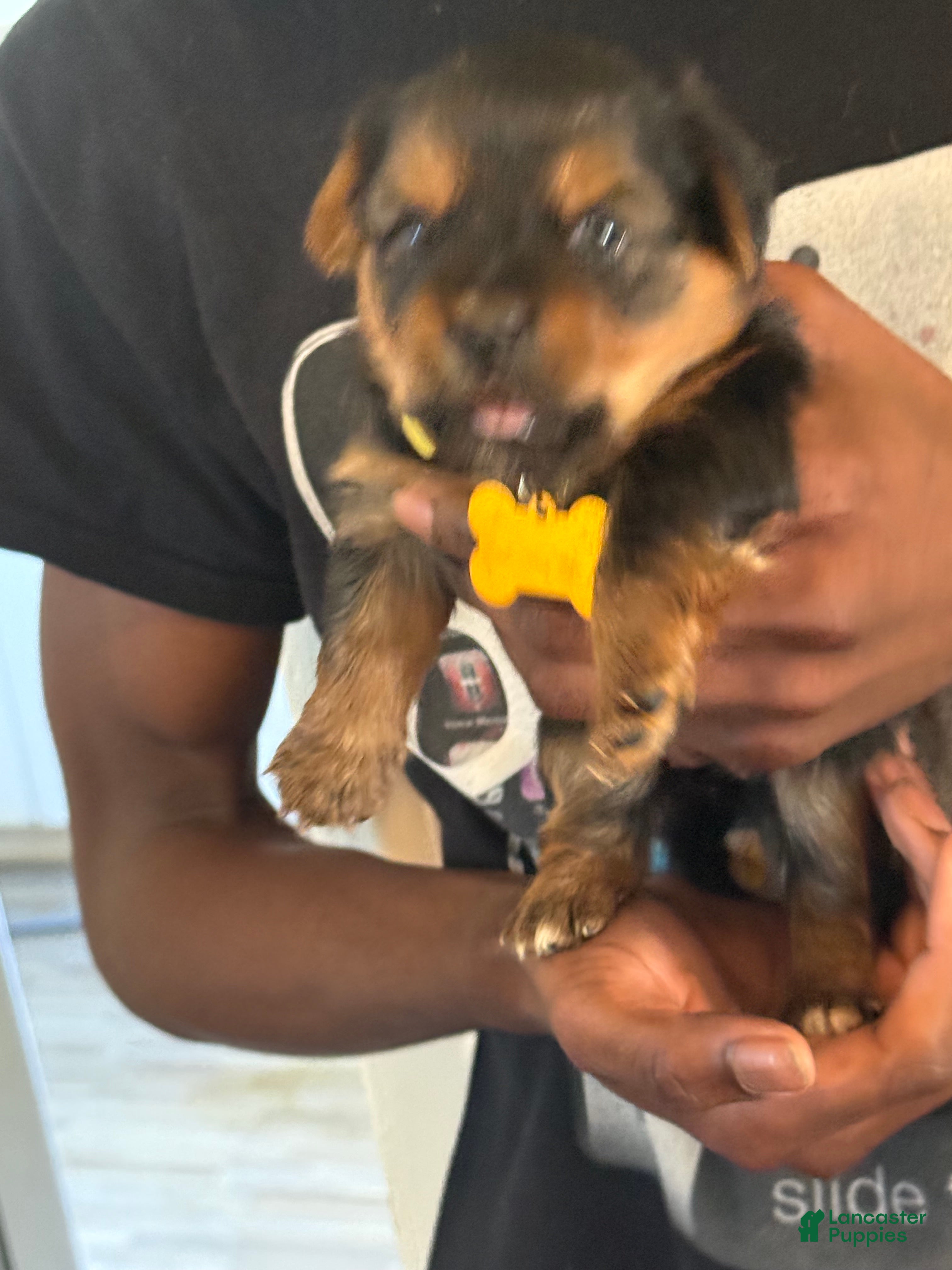 Yorkshire Terrier dogs for sale: Suki - Ad 5