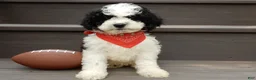 Cockapoo dogs for sale: Snoopy - Ad 5