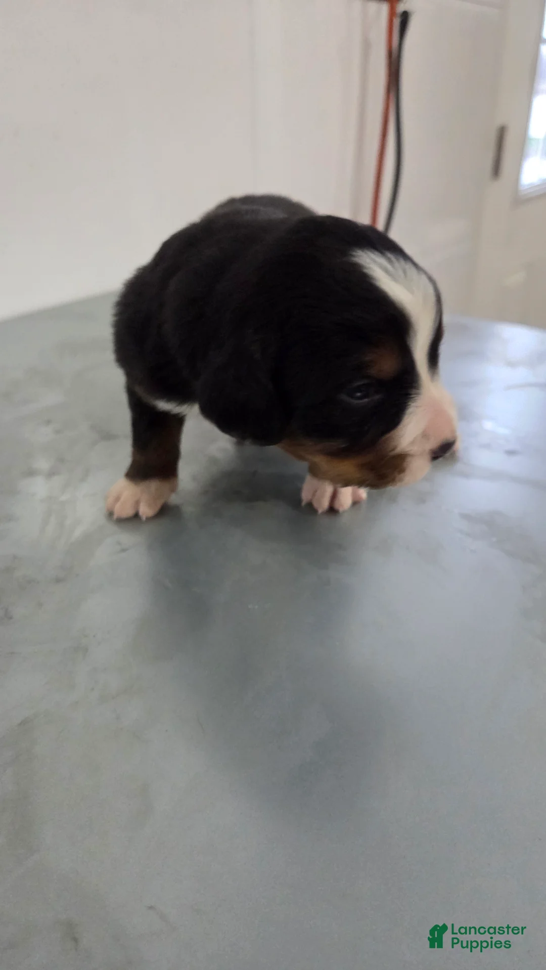 Bernese Mountain Dog dogs for sale: Bernese Mountain Dog Puppy 6 - Ad 1