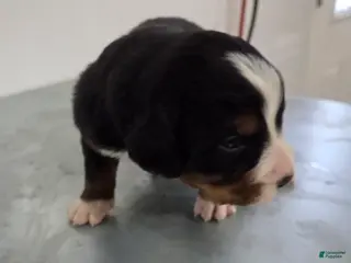 Bernese Mountain Dog dogs Bernese Mountain Dog Puppy 6 - Ad 33