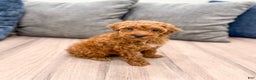 Toy Poodle dogs for sale: Hunter - Ad 4