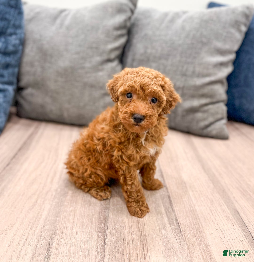 Toy Poodle dogs for sale: Hunter - Ad 4