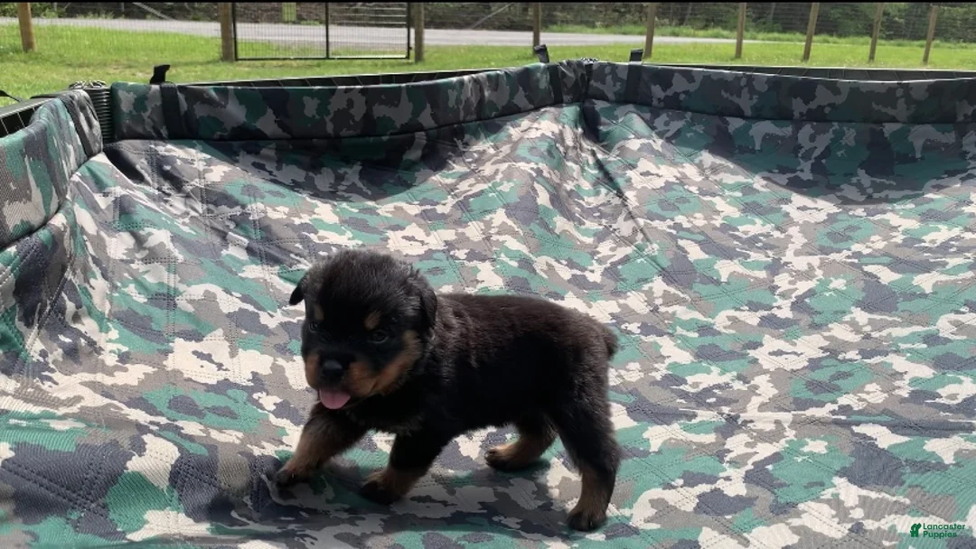 Rottweiler dogs for sale: Gray Male - Ad 1