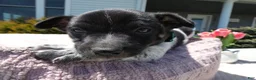 Jack Russell Terrier dogs for sale: Jack Russell Terrier Puppy 1 Marko - Ad 6