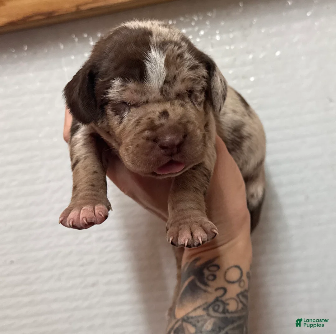 Catahoula Leopard Dog dogs for sale: Catahoula Leopard Dog Puppy 4 - Ad 3