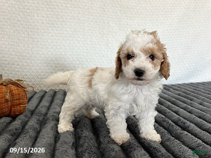 Cavapoo dogs for sale: Maverick - Ad 3