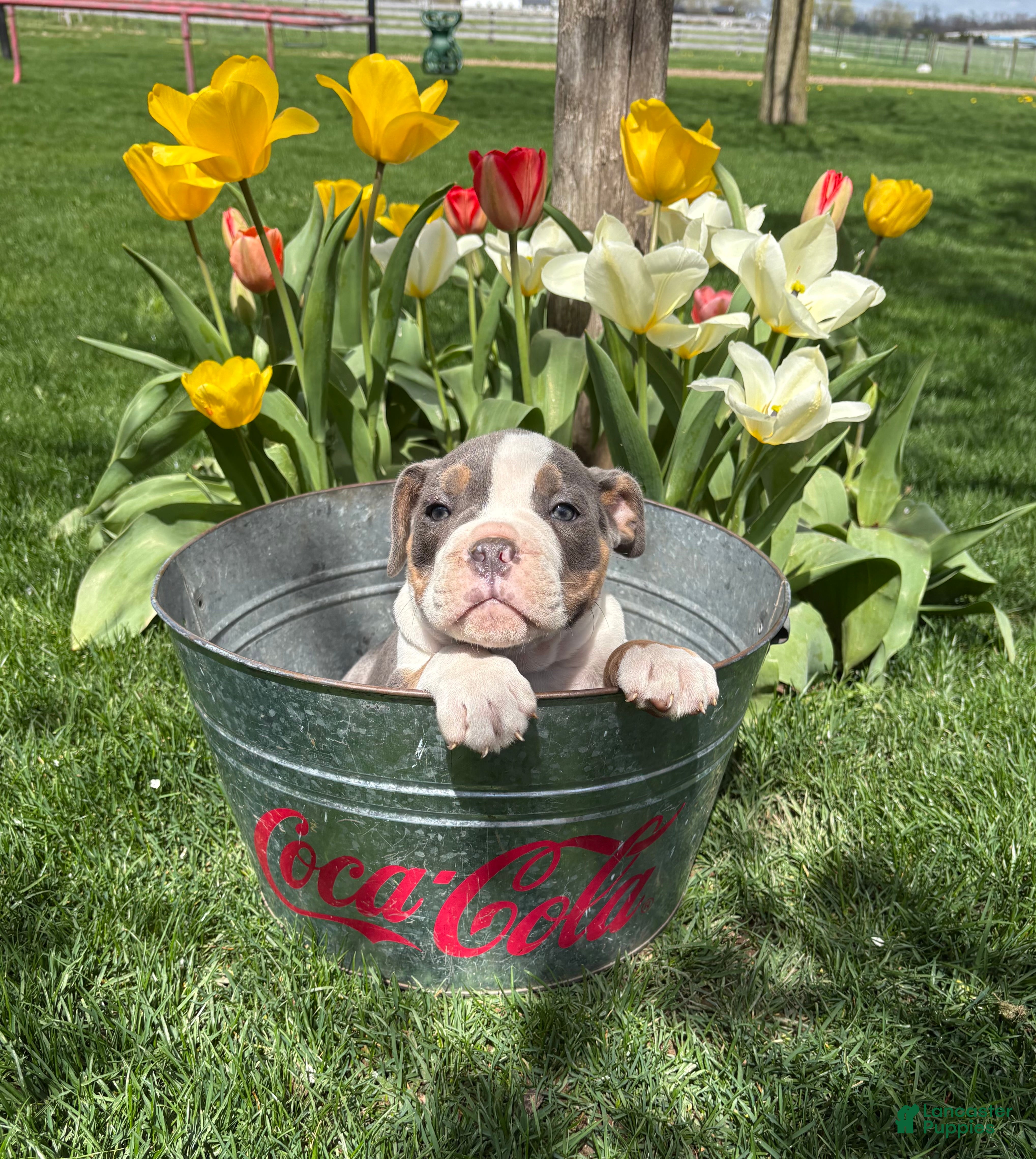 Mixed Breed dogs Sydney - Ad 2