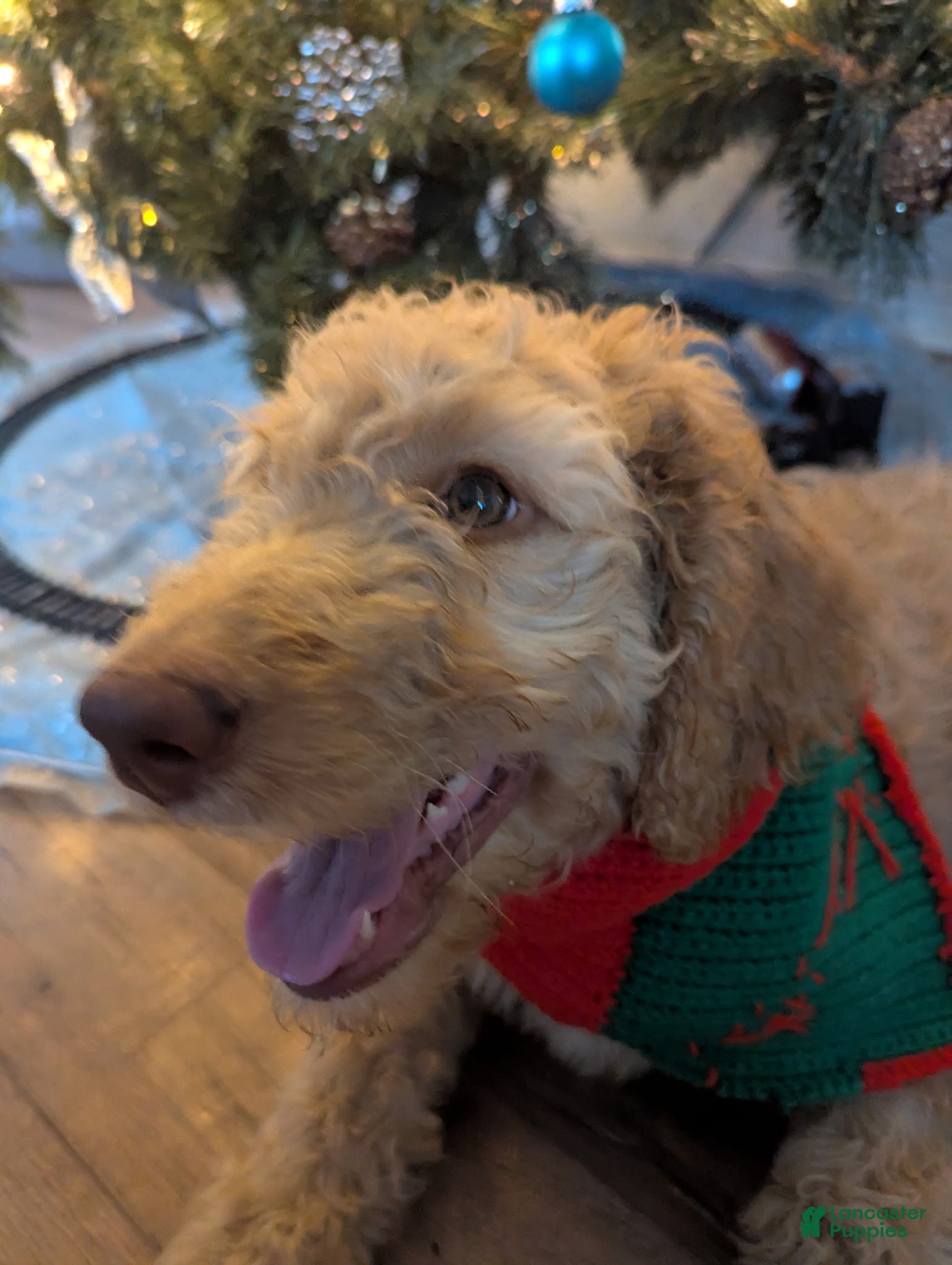 Goldendoodle dogs Nes - Ad 33