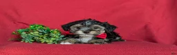 Yorkiepoo dogs for sale: Duane 7 lbs Full Grown - Ad 5