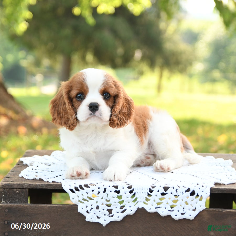 Cavalier King Charles Spaniel dogs Hoss - Ad 2