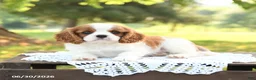 Cavalier King Charles Spaniel dogs for sale: Hoss - Ad 2