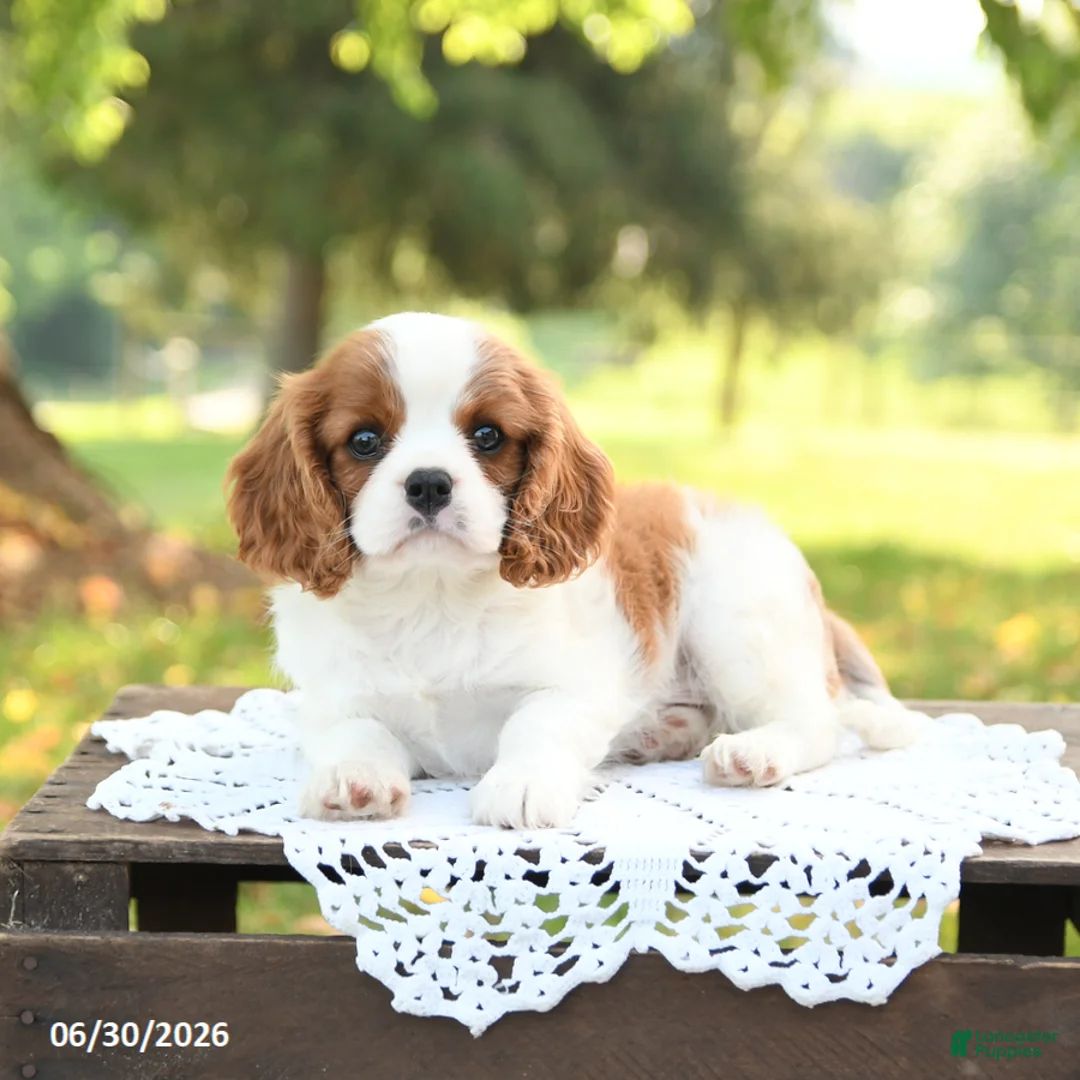 Cavalier King Charles Spaniel dogs for sale: Hoss - Ad 2