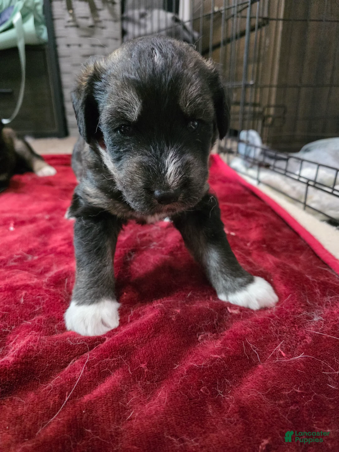 Huskipoo dogs for sale: Captain Hook - Ad 2