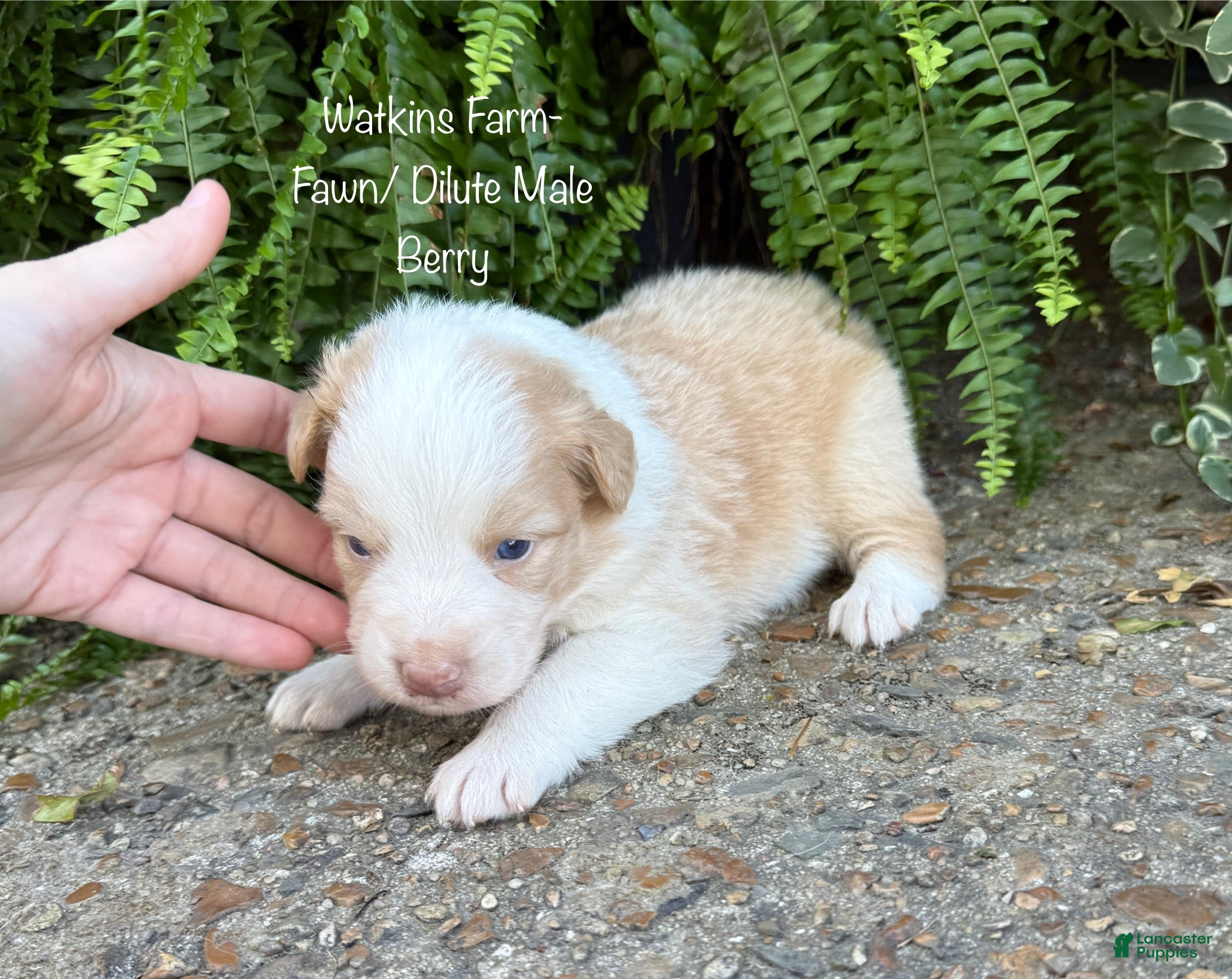 Australian Shepherd dogs Berry - Ad 1