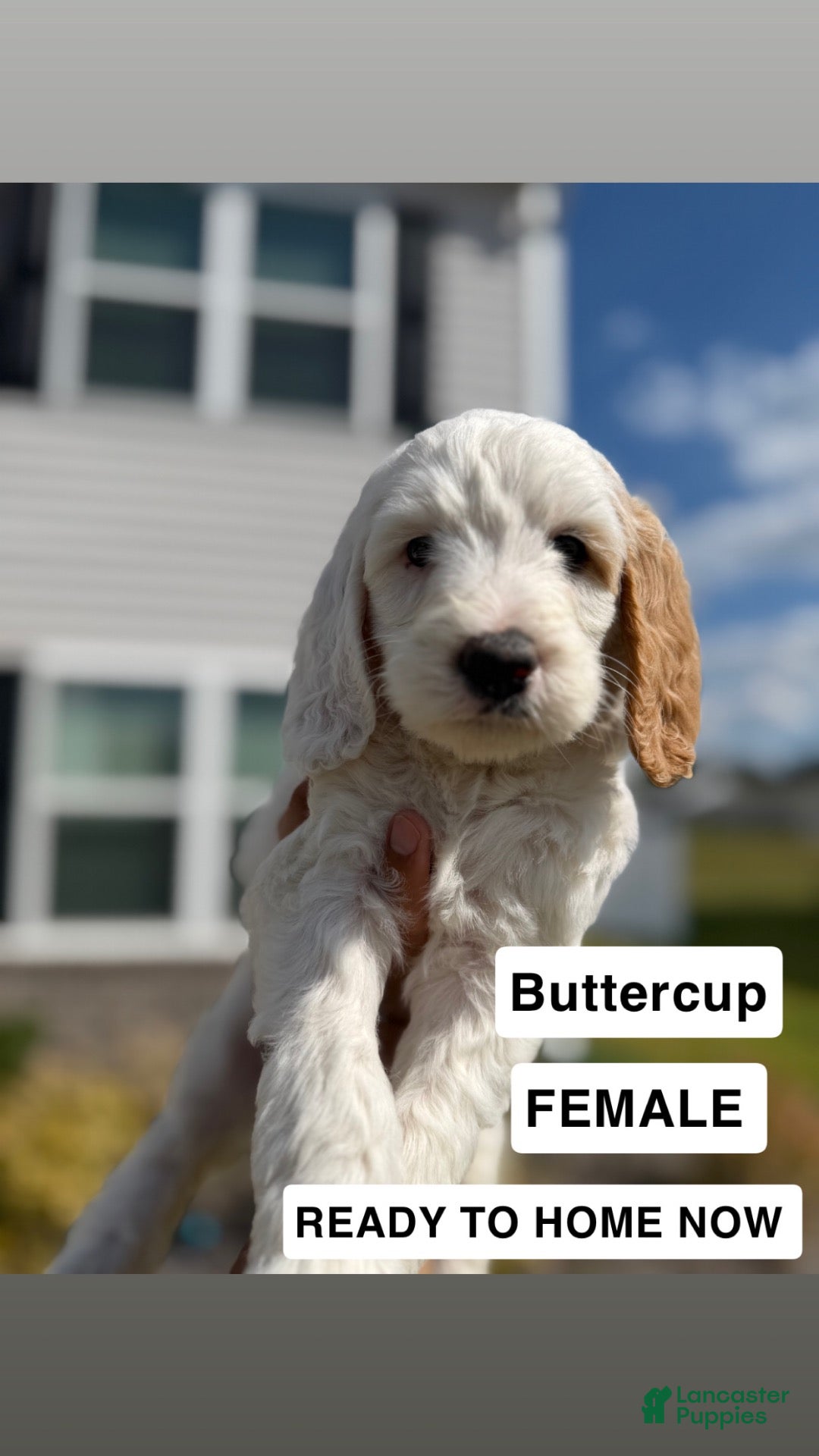 Mini Goldendoodle dogs Mini Goldendoodle 2 - Ad 33