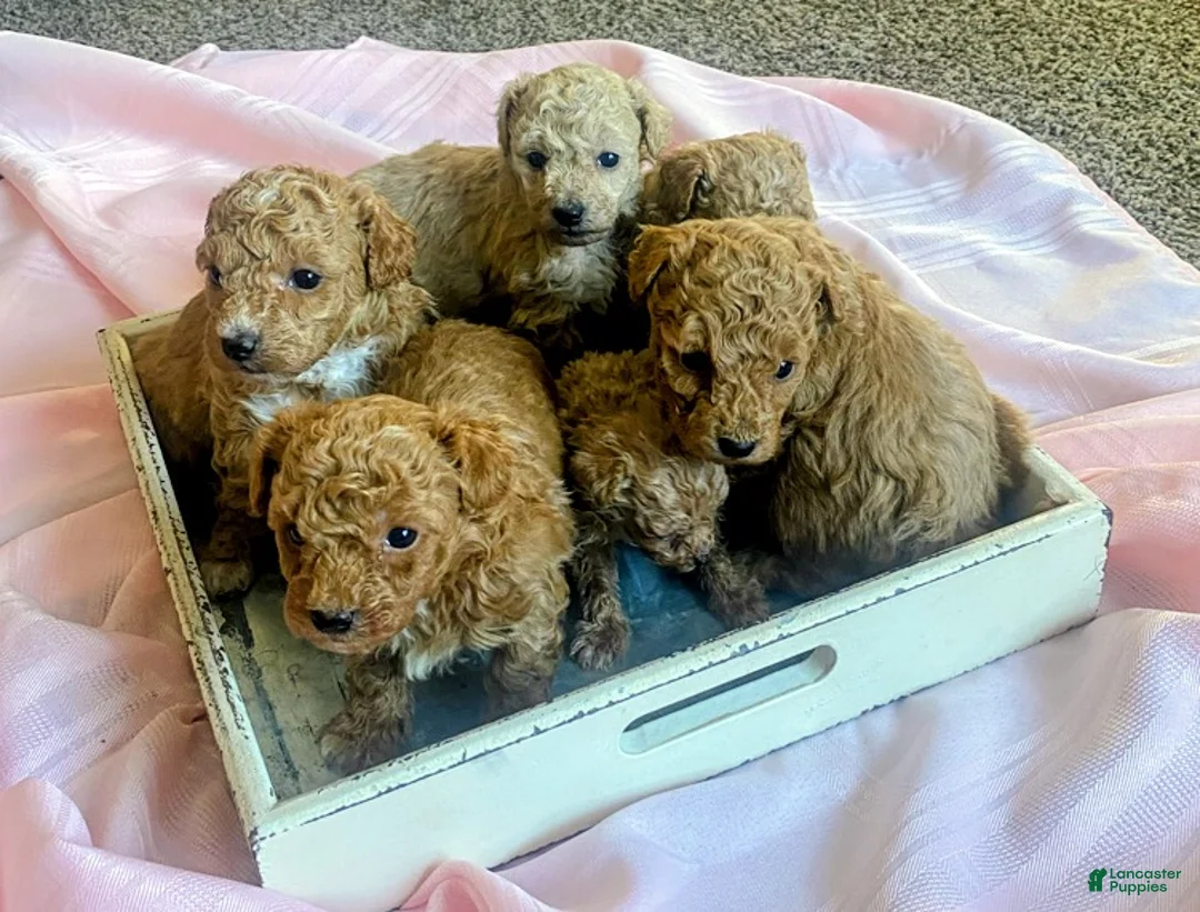 Toy Poodle dogs for sale: ♥️TINY TEACUP TAZZ♥️ - Ad 6