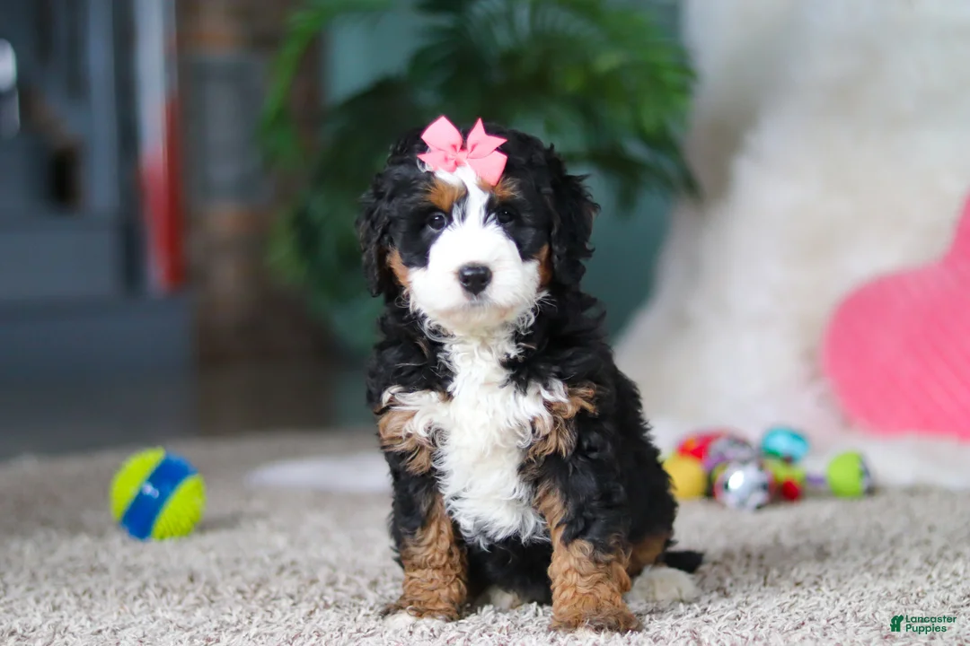 Mini Bernedoodle dogs for sale: Opal - Ad 4