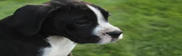 Boxer dogs for sale: Frank - Ad 3