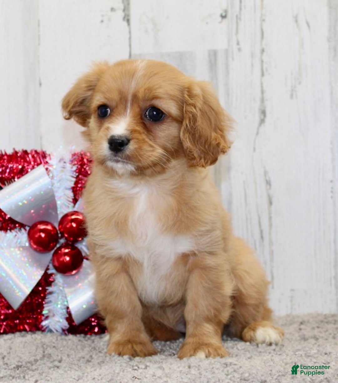 Cavapoo dogs for sale: Sugar - Ad 4