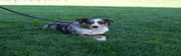 Australian Shepherd dogs for sale: Patrick - Ad 8