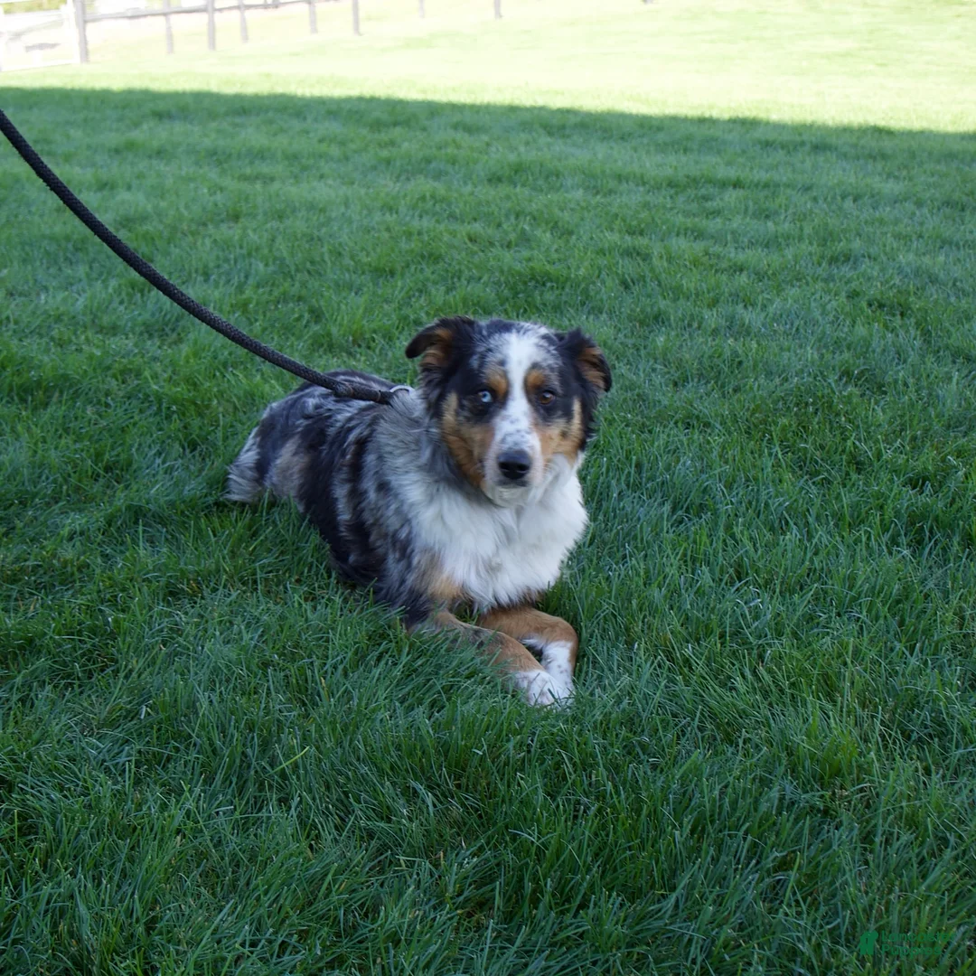 Australian Shepherd dogs for sale: Patrick - Ad 8