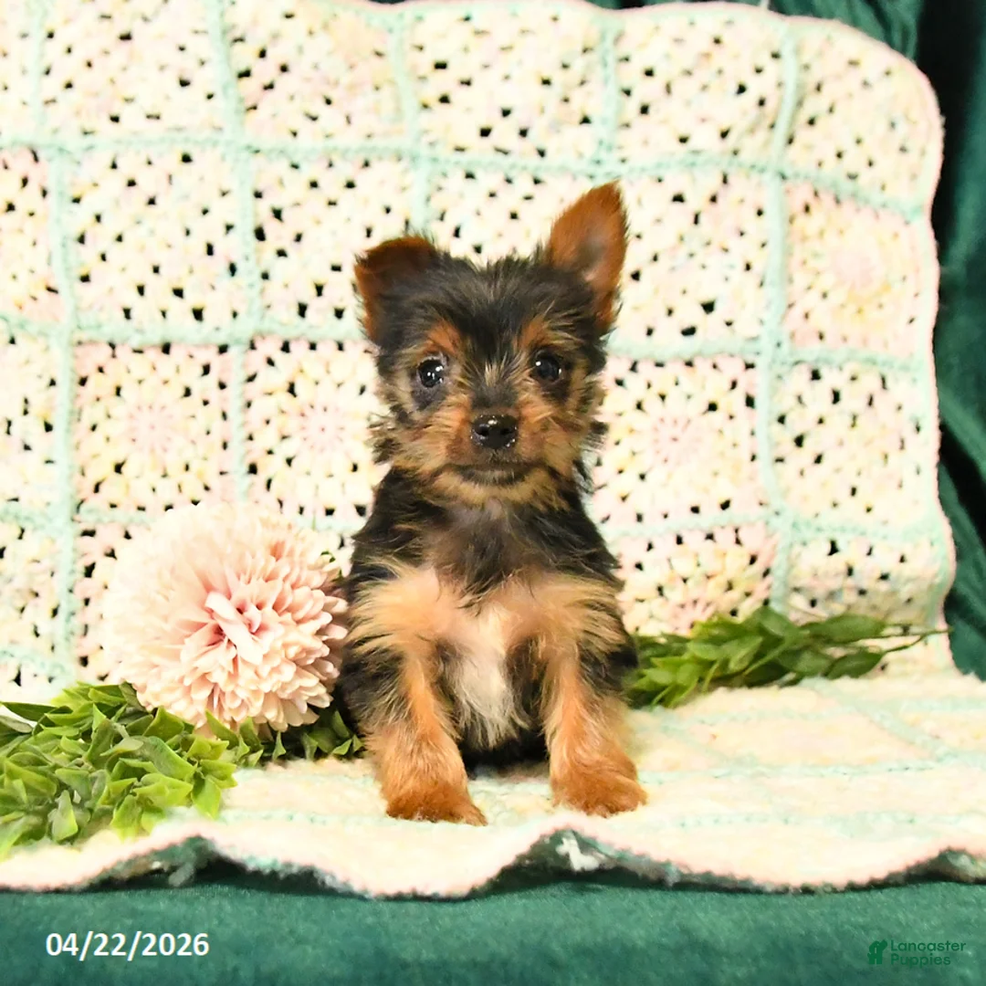 Yorkshire Terrier dogs for sale: Duncan - Ad 2
