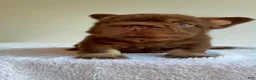 French Bulldog dogs for sale: Smokey the Bear - Ad 1