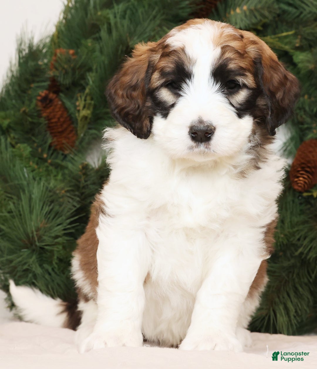 Saint Berdoodles dogs for sale: George - Ad 2