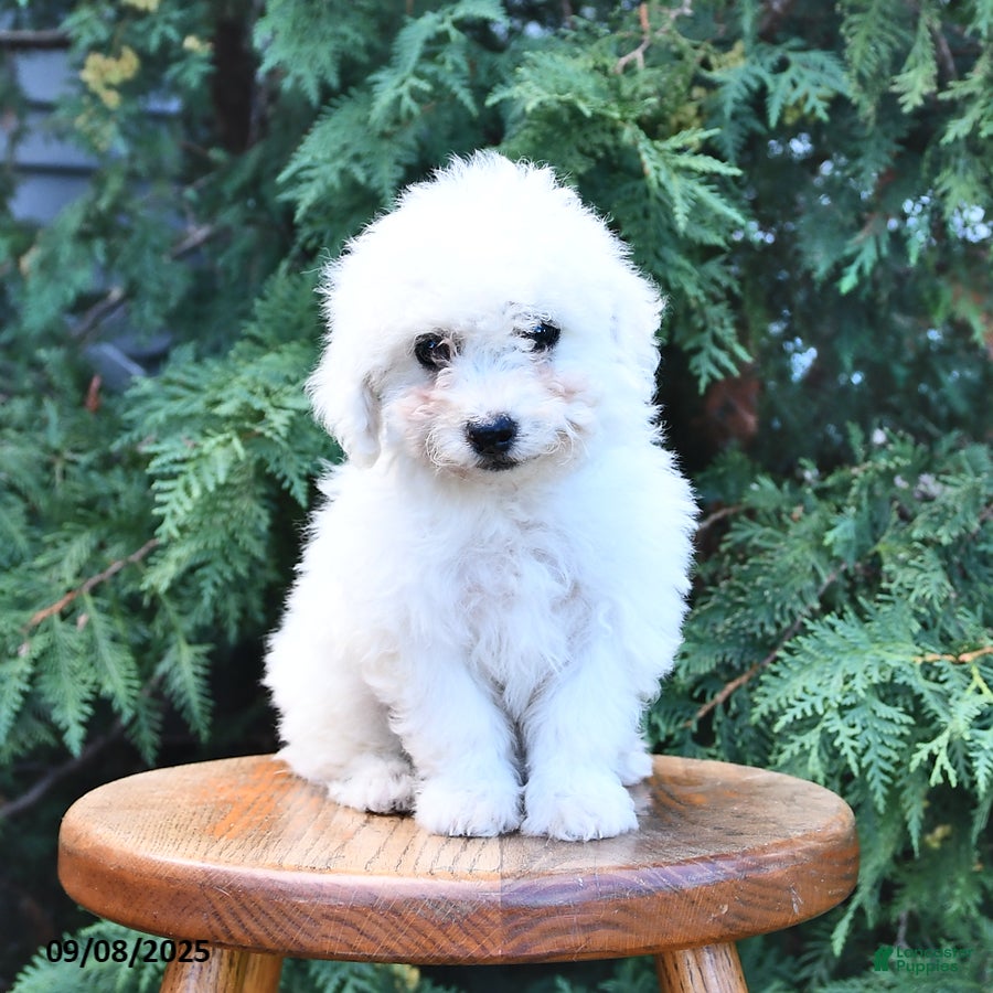 Bichon Frise Puppies for sale in New York Lancaster Puppies