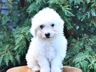 Bichon Frise dogs - Ad 8