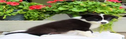 Mixed Breed dogs for sale: Luke - Ad 7