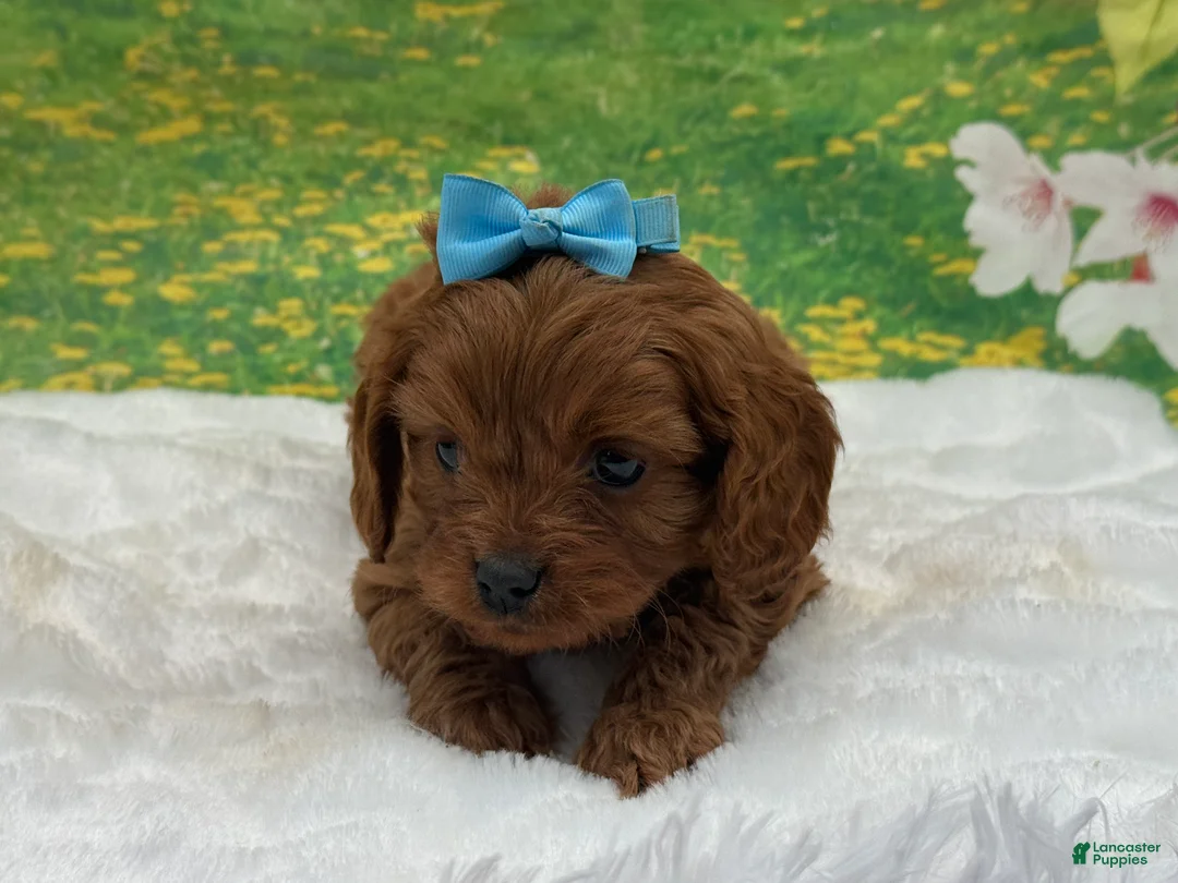 Cavapoo dogs for sale: Benny - Ad 4