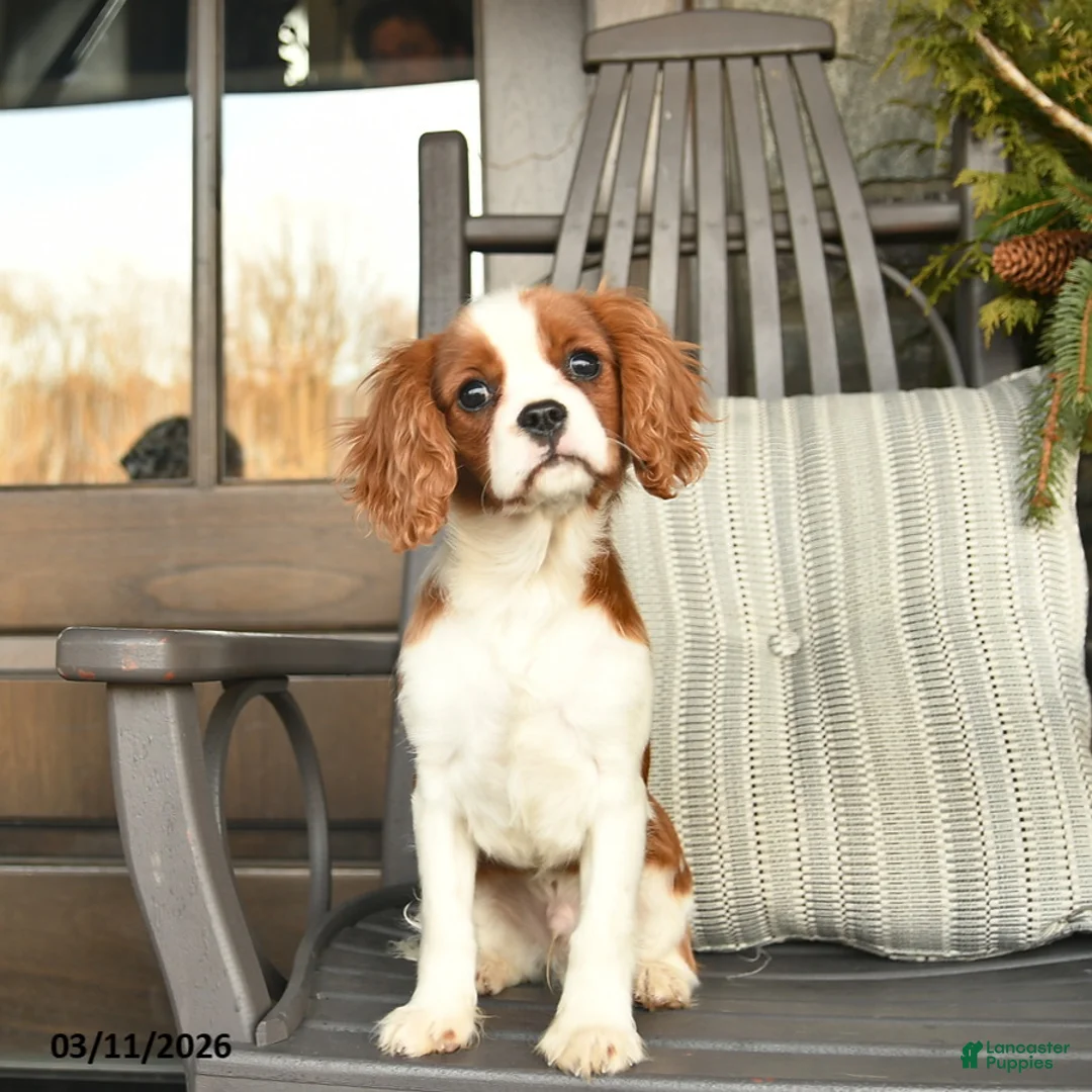 Cavalier King Charles Spaniel dogs for sale: Snickers - Ad 2