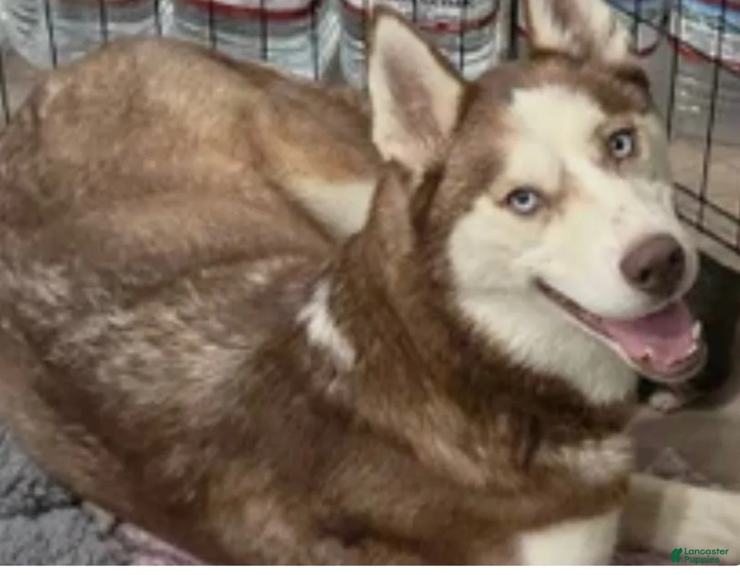 Siberian Husky dogs for sale: Siberian Husky  - Ad 3