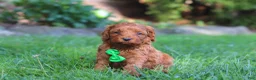 Cockapoo dogs for sale: Rusty - Ad 5