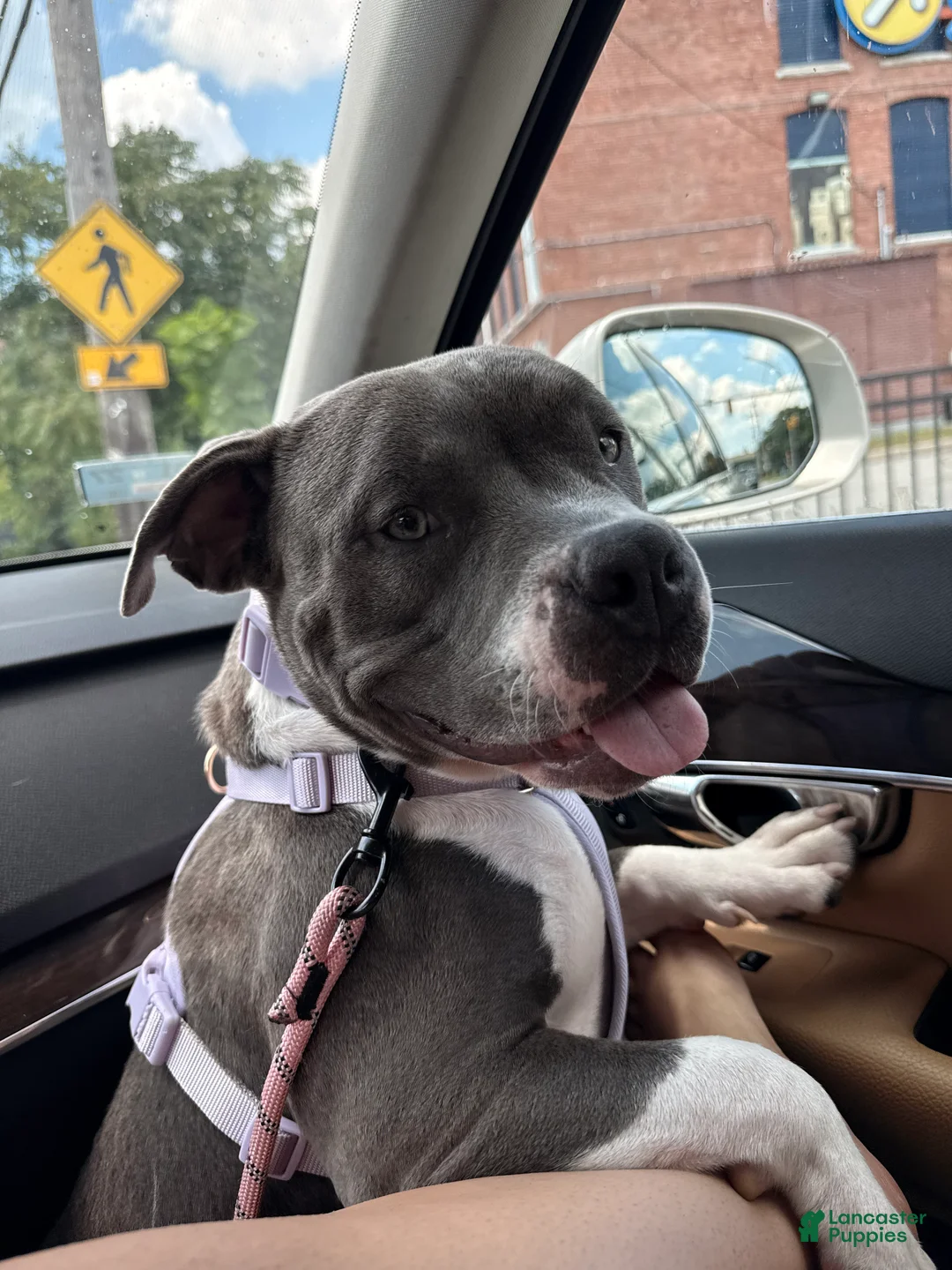 American Bully dogs for sale: American Bully 1 - Ad 2