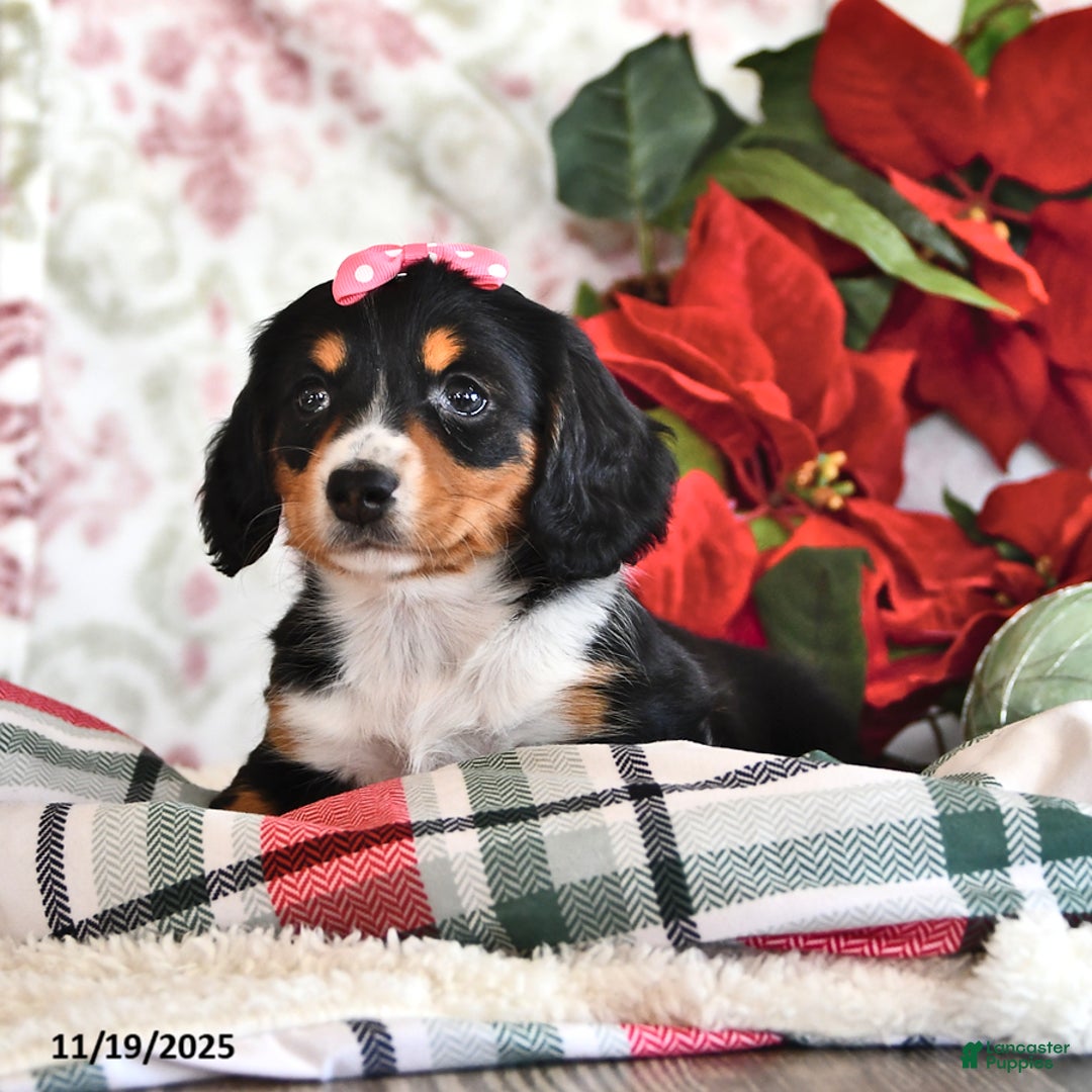 Miniature Dachshund dogs for sale: Sally - Ad 3