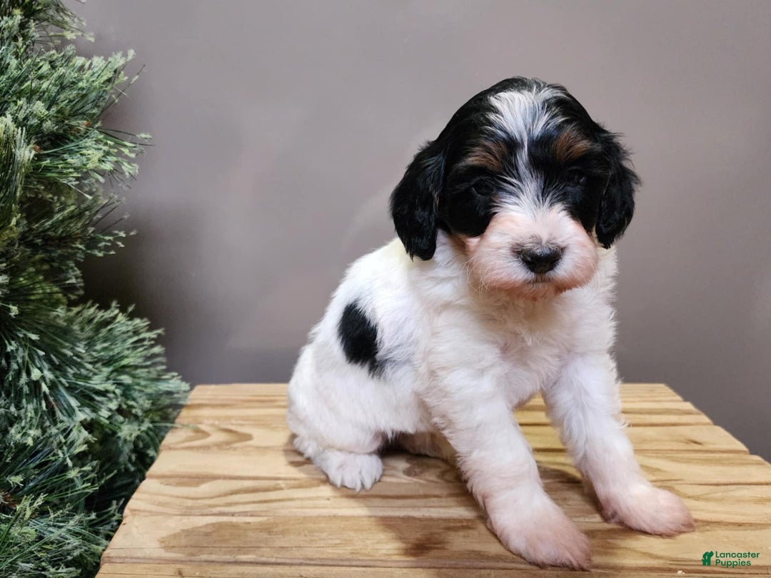 Mini Bernedoodle dogs for sale: Flake - Ad 26