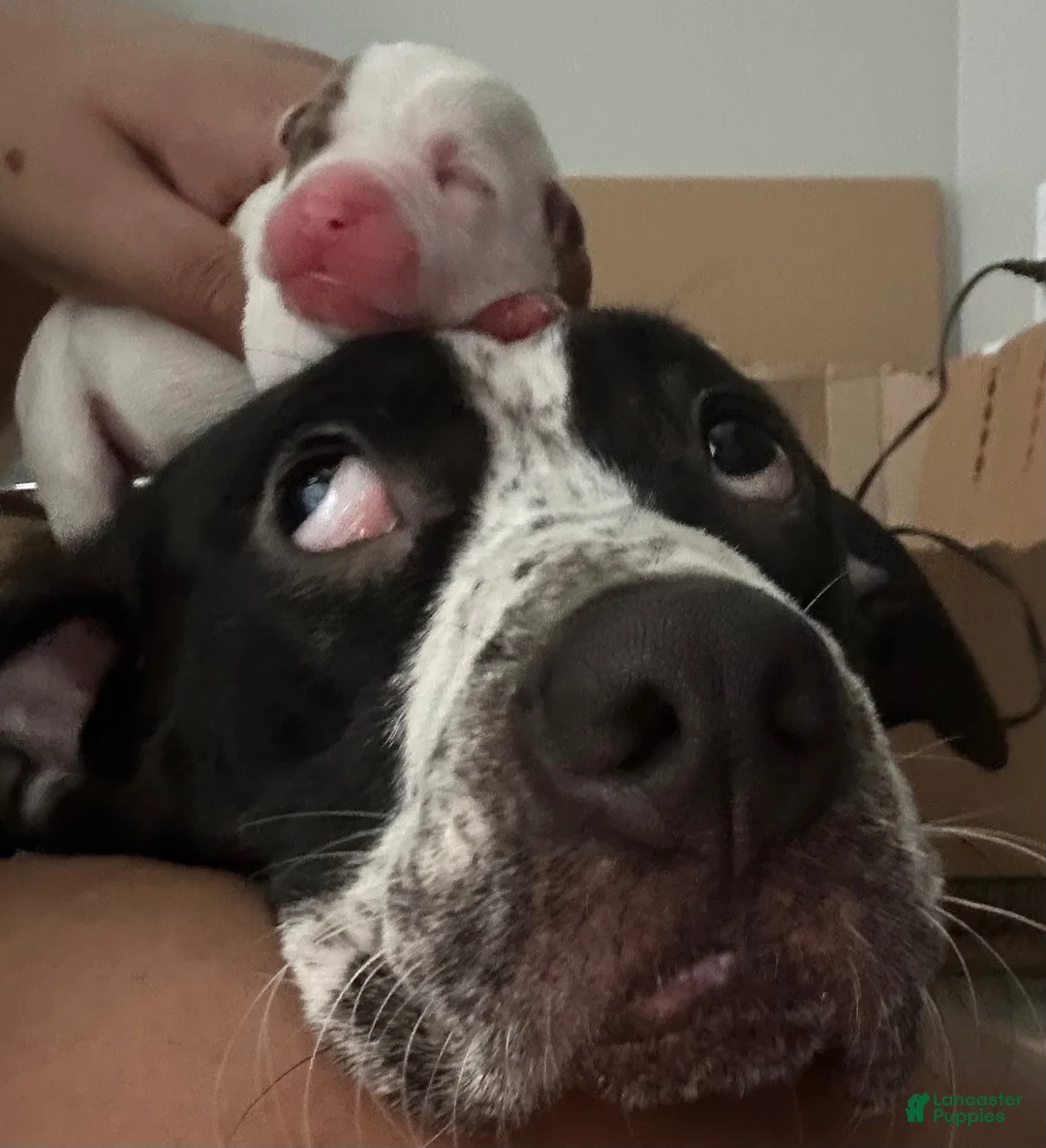 Mixed Breed dogs for sale: Mixed Breed 4 - Ad 2