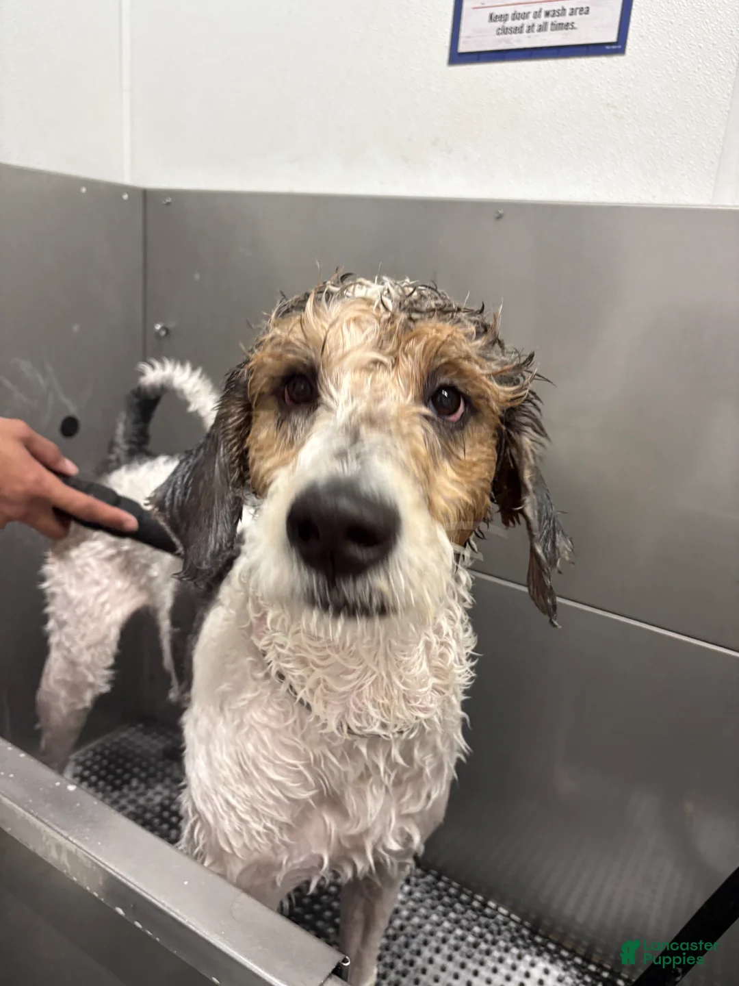 Bernedoodle dogs for sale: Micah P - Ad 2