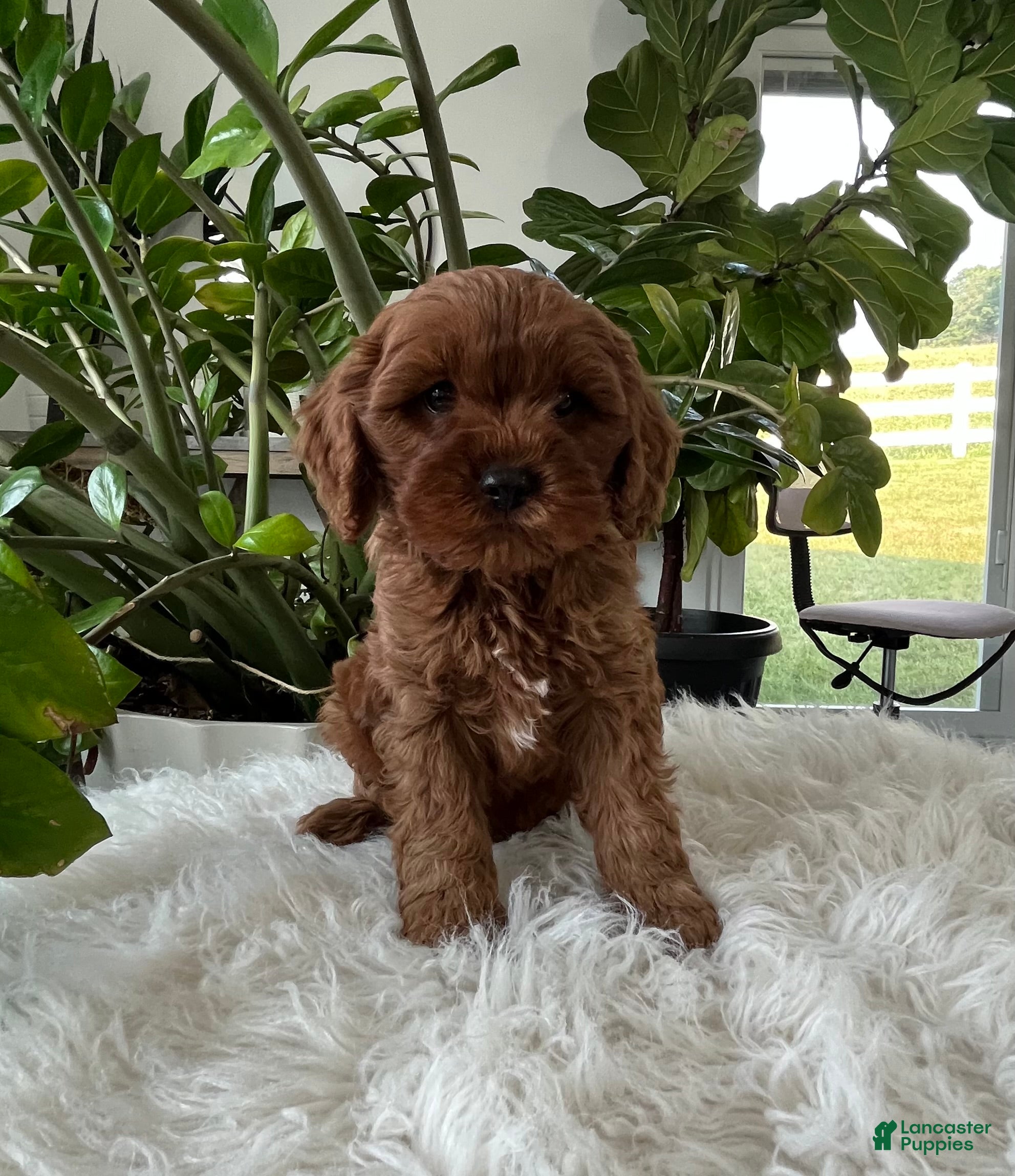 Cavapoo dogs Darcy  - Ad 1