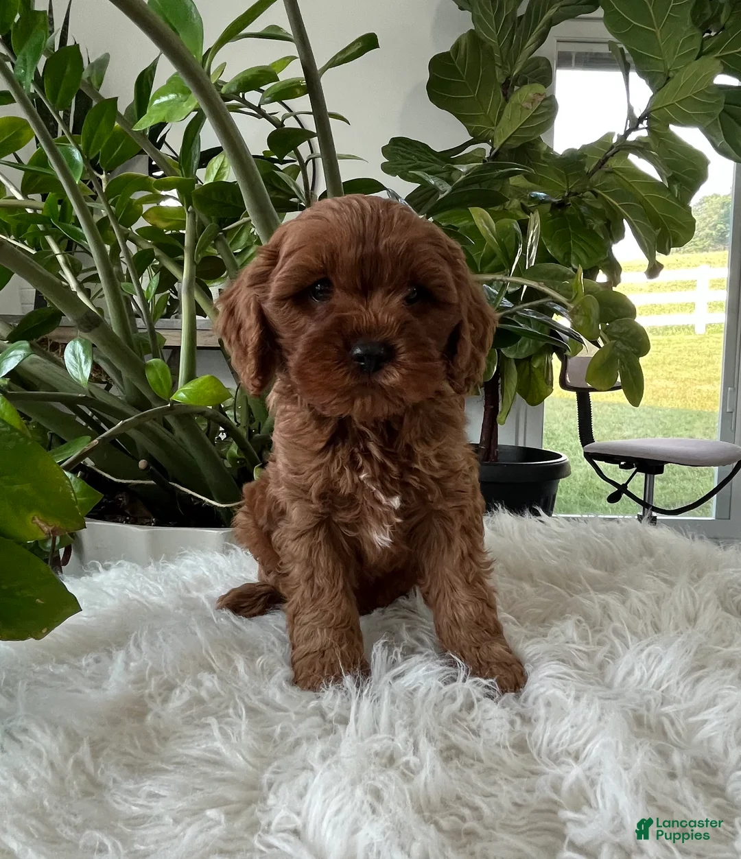 Cavapoo dogs for sale: Darcy  - Ad 1