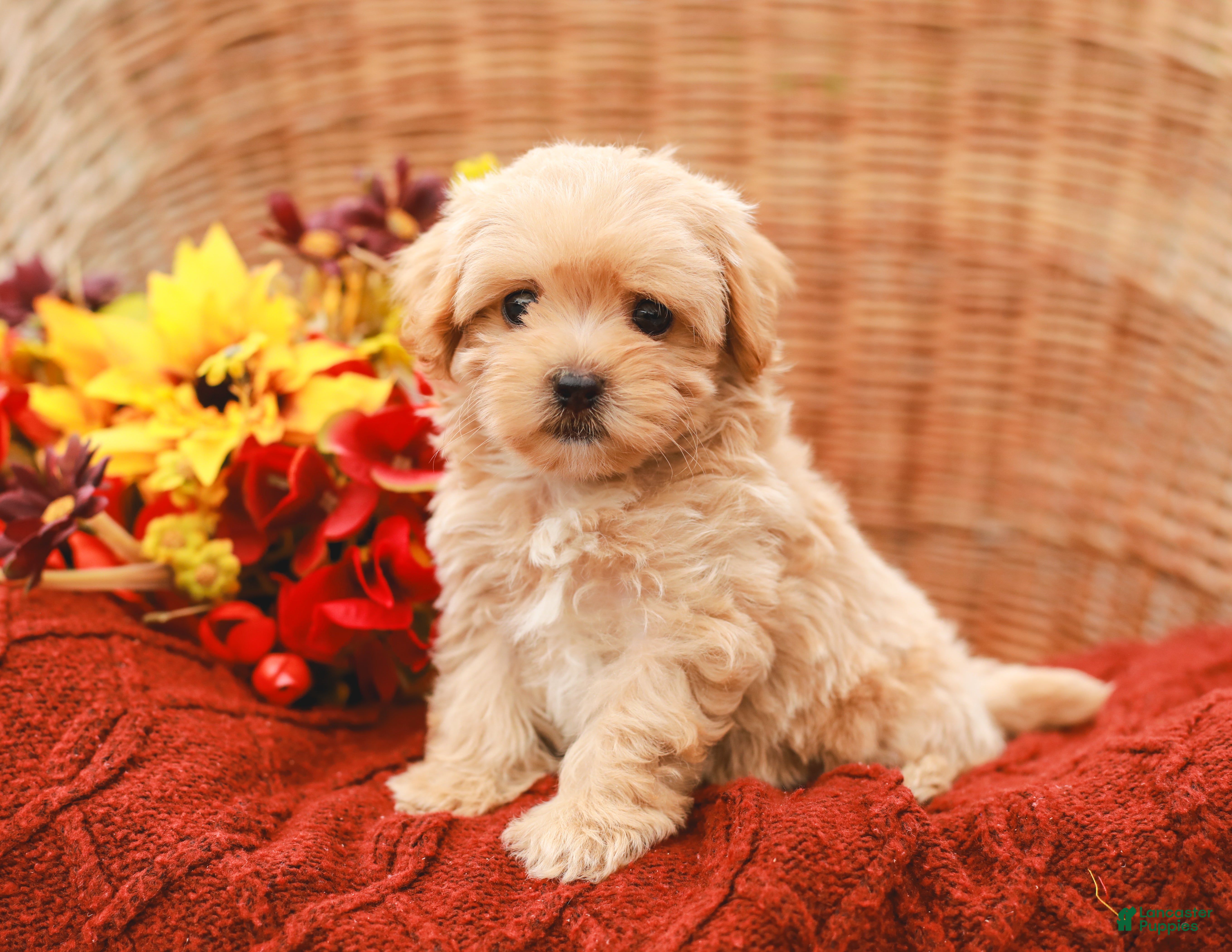 Maltipoo dogs Jolene - Ad 2