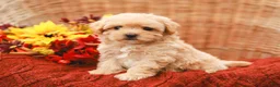 Maltipoo dogs for sale: Jolene - Ad 2