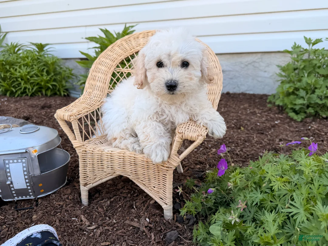 Bichpoo dogs for sale: Maddie - Ad 2