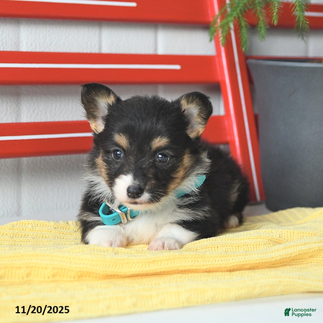 Welsh Corgi Pembroke dogs for sale: Fluffy Laffy Taffy - Ad 7