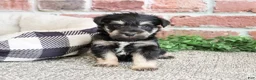 Miniature Schnauzer dogs for sale: Boomer  - Ad 2