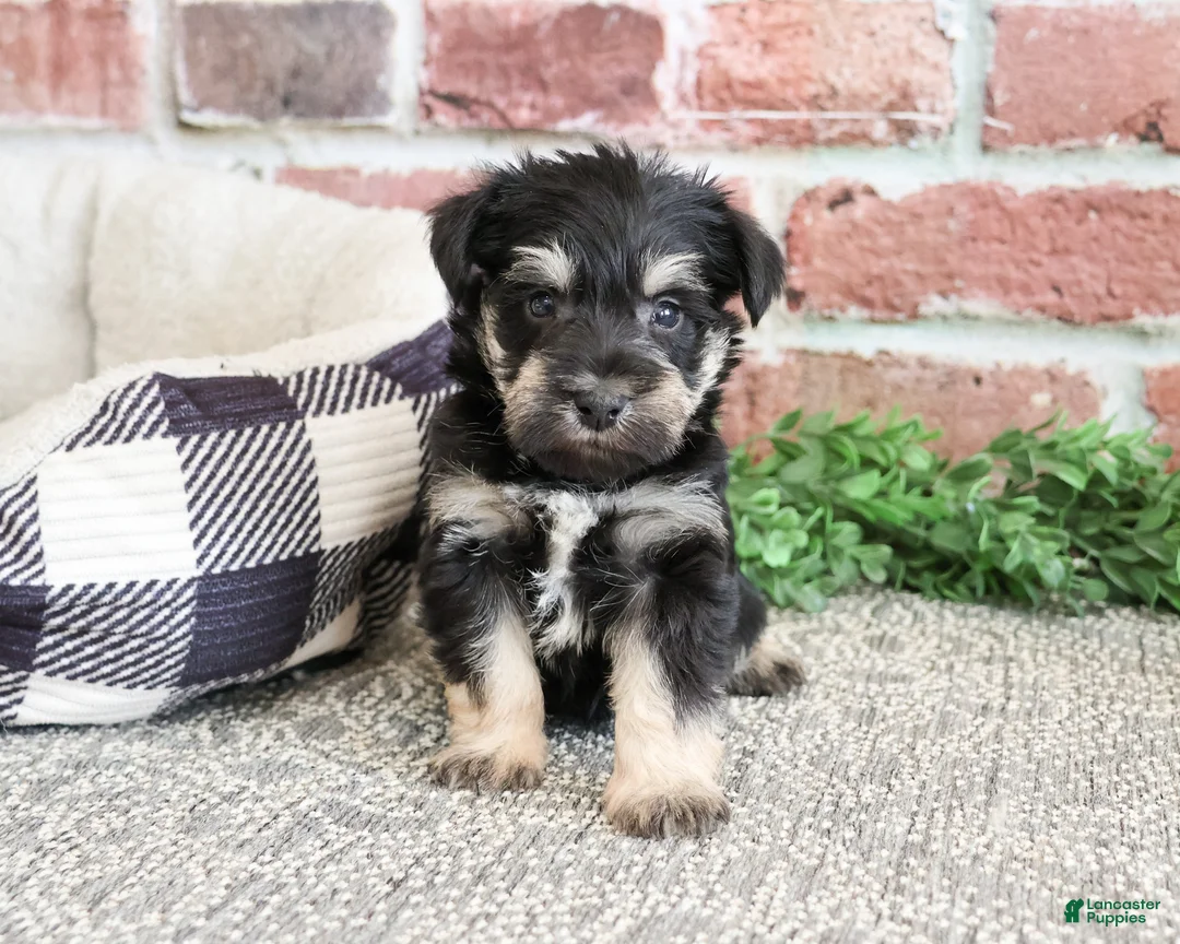 Miniature Schnauzer dogs for sale: Boomer  - Ad 2