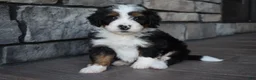 Mini Bernedoodle dogs for sale: Cuddles - Ad 3
