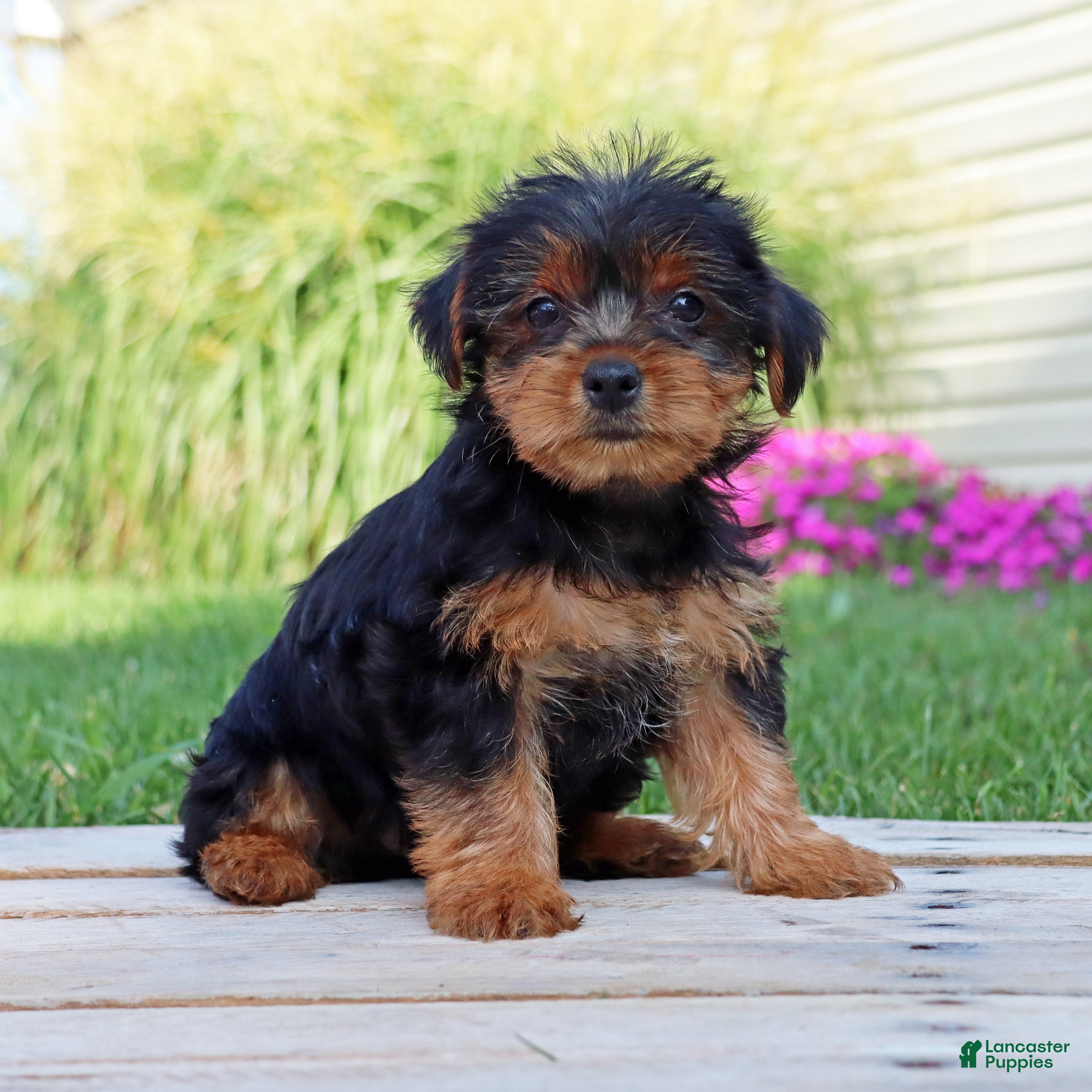 Yorkshire Terrier dogs Mocha  - Ad 2
